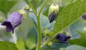 Прикрепленное изображение: Atropa-Belladonna.jpg