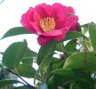 Прикрепленное изображение: Camellia_sasanqua1.jpg