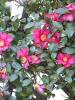 Прикрепленное изображение: Camellia-sasanqua--8mitsu--CC-BY-NC-ND.jpg