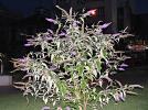 Прикрепленное изображение: 800px-Buddleja_davidii_habitus.JPG