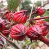 Прикрепленное изображение: 100-Seeds-Roselle-Hibiscus-Sabdariffa-Herb-Jamaica-Sorrel-Red-Flowers-Cranberry.jpg_200x200.jpg