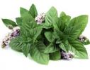 Прикрепленное изображение: Экстракт Мяты Колосистой (Mentha Viridis (Spermint) Extract).jpg