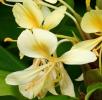 Прикрепленное изображение: hedychium-flavescens-yellow-ginger-cream-garlandlily-cream-ginger-awapuhi-melemele-hawaiian-plants-13978871648lpc4.jpg