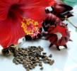 Прикрепленное изображение: red-roselle-hibiscus-seeds.jpg