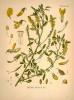 Прикрепленное изображение: Донник лекарственный. Ботаническая иллюстрация из справочника Köhler's Medizinal-Pflanzen, 1887.jpg