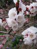 Прикрепленное изображение: jap_Apricot_Blossom__Japan2.jpg