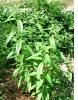 Прикрепленное изображение: lemon-verbena.jpg