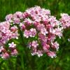 Прикрепленное изображение: Valerianaofficinalis.jpg