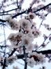 Прикрепленное изображение: jap_Apricot_blossom_detail2.jpg