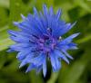 Прикрепленное изображение: centaurea-fl.jpg