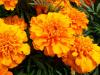 Прикрепленное изображение: 800px-Tagetes_patula2.jpg