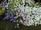 Прикрепленное изображение: alyssum-ro_269_0.jpg