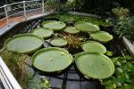 Прикрепленное изображение: 800px-Victoria_amazonica_in_Botanical_garden_Brno_glasshouse.jpg