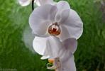 Прикрепленное изображение: white-orchid-10-300x204.jpg