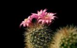 Прикрепленное изображение: cactus-pink-flower-336x210-13140513.jpg