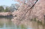 Прикрепленное изображение: cherry-blossoms.jpg