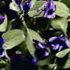 Прикрепленное изображение: IMG_8036.jpeg