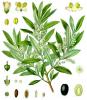 Прикрепленное изображение: Olea_europaea_-_Köhler–s_Medizinal-Pflanzen-229.jpg