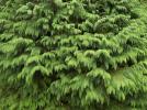 Прикрепленное изображение: white-cedar-branches-thuja.jpg