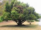 Прикрепленное изображение: эбеновое дерево.jpg