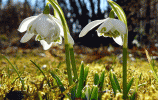 Прикрепленное изображение: galanthus-01-476x300.gif