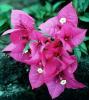 Прикрепленное изображение: bougainvillea1.jpg