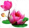 Прикрепленное изображение: kisspng-lotus-clip-art-5b3ba8fd827a88.3283919915306365415345.jpg