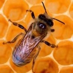 Пчелиный воск