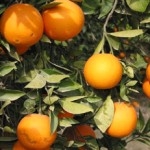 Апельсин сладкий