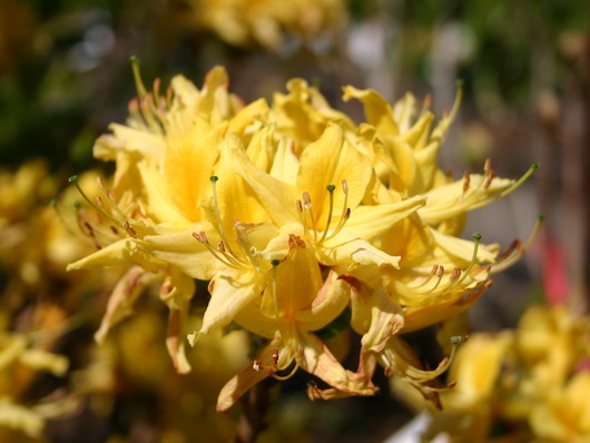 Азалия Азалия