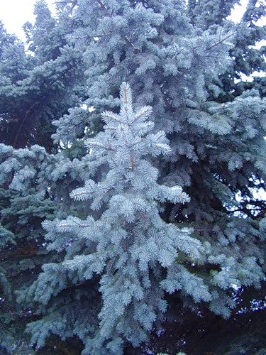 Серебряная ель