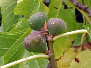 Сок фигового дерева