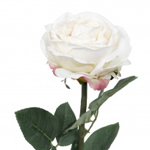 Роза столистная (Роза centifolia)