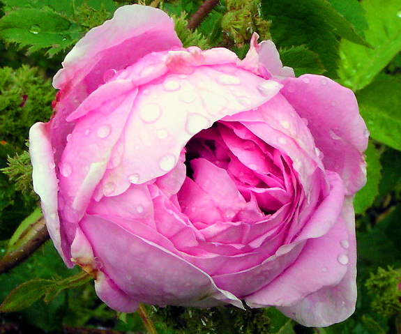 Роза Майская (Роза centifolia  грасская роза)