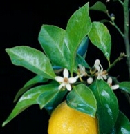 Листья лимона