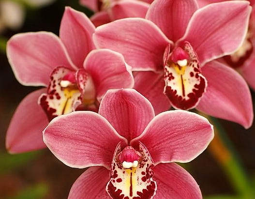 Китайская орхидея