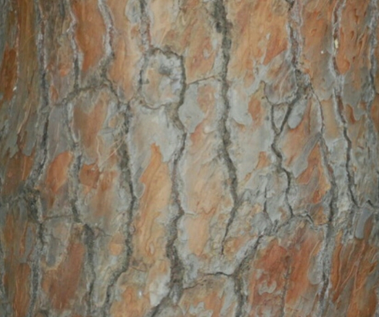Древесина фигового дерева