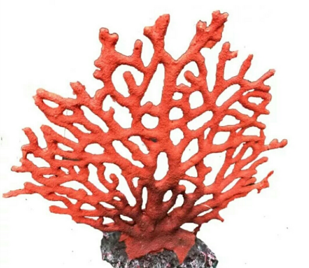 Скелет коралла. Кораллы. Морские кораллы. Круглые кораллы. Острые кораллы.