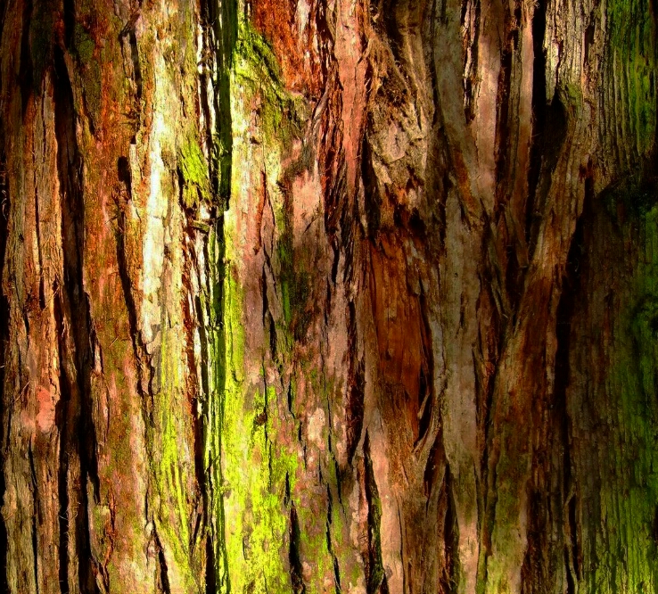 Timberol®