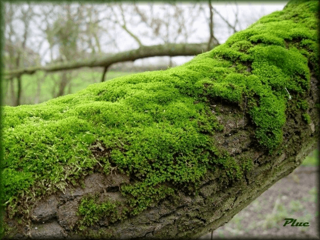 Mousse de Saxe