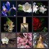Kiling Beauty, Nimere Parfums