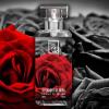 31 Shades of Rosa, Dua Fragrances