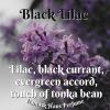 Black Lilac, Damask Haus