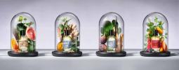 Elements Collection Bullfrog
