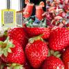 Strawberry Noel, CocoaPink