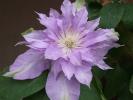 Прикрепленное изображение: Fleur De Lilac, Bud Parfums.jpg