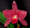 Прикрепленное изображение: Red Cattleya, Olympic Orchids Artisan Perfumes.jpg