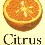 Citrus sinensis фотография