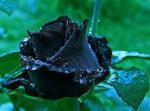 blackrose фотография