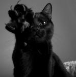 Svetlana_Osa фотография